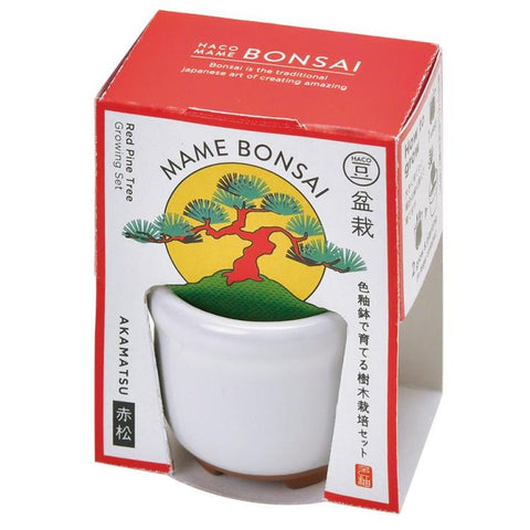 Cultivation / Mini Bonsai Growing Kit - Red Pine