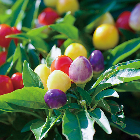 Cultivation / Ochoko with Sprouts Set - Five-colored pepper