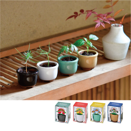 CultivationMiniBonsaiGrowingKit