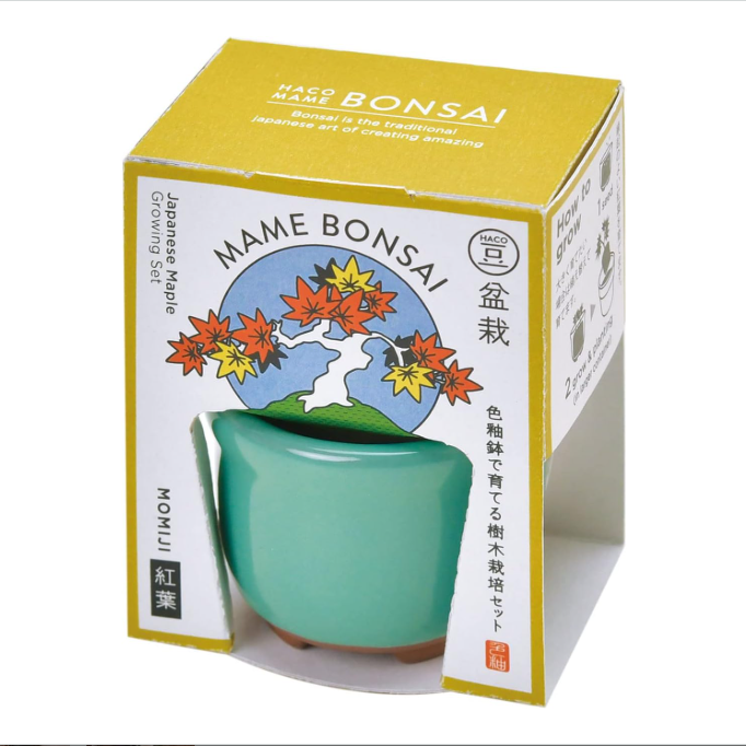 Haco Mame Bonsai Growing Kit