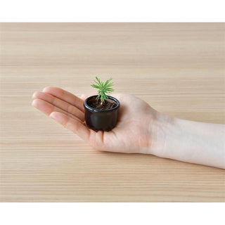 Cultivation / Mini Bonsai Growing Kit - Black Pine