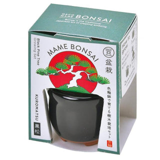 Cultivation / Mini Bonsai Growing Kit - Black Pine