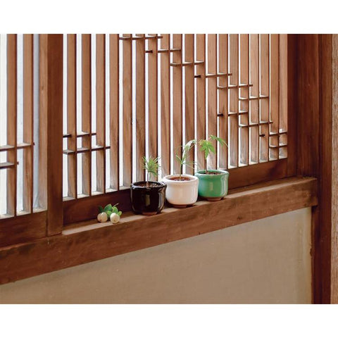 Cultivation / Mini Bonsai Growing Kit - Red Pine